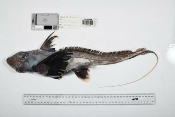 　オーストラリア北東部の「珊瑚海」で見つかったギンザメの仲間（Ｔｈｅ　Ｎｉｐｐｏｎ　Ｆｏｕｎｄａｔｉｏｎ―Ｎｅｋｔｏｎ　Ｏｃｅａｎ　Ｃｅｎｓｕｓ／ＣＳＩＲＯ提供）