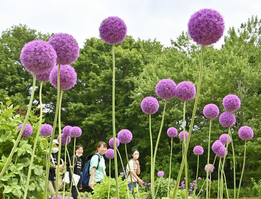 紫色の花が空中に浮かぶように咲くアリウム・ギガンチウム＝30日午前11時40分、壬生町国谷