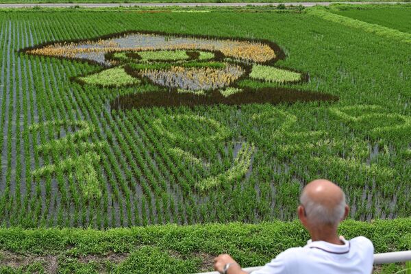 見頃を迎えた田んぼアート