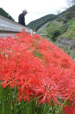 仙波川沿いの土手で咲き誇るヒガンバナ