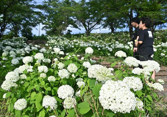 満開となったアナベル