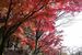 見頃を迎えている太平山の紅葉