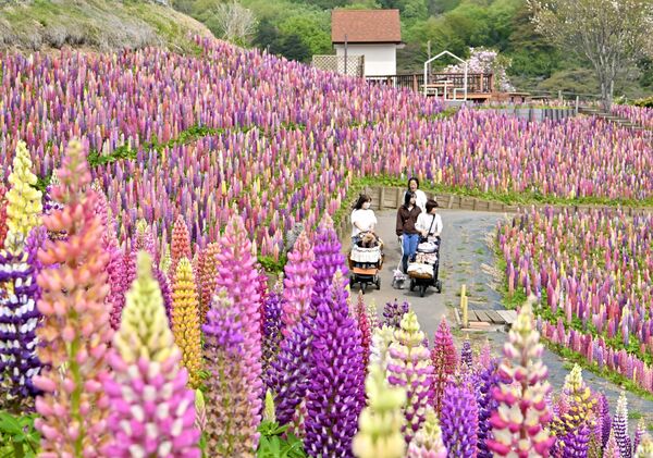 色鮮やかに斜面を染めるルピナス＝15日午前10時５分、鹿沼市茂呂、広瀬華撮影