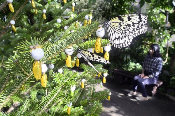 神秘的に輝く「黄金のサナギツリー」＝４日午前10時15分、真岡市下籠谷