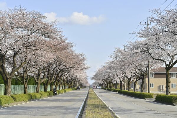 大田原市の野崎第２工業団地は五分咲き～満開＝７日午後