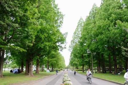 水元公園のポプラ並木=東京都葛飾区