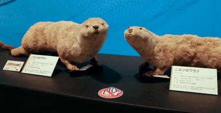 　愛媛県内で発見されたニホンカワウソの剥製