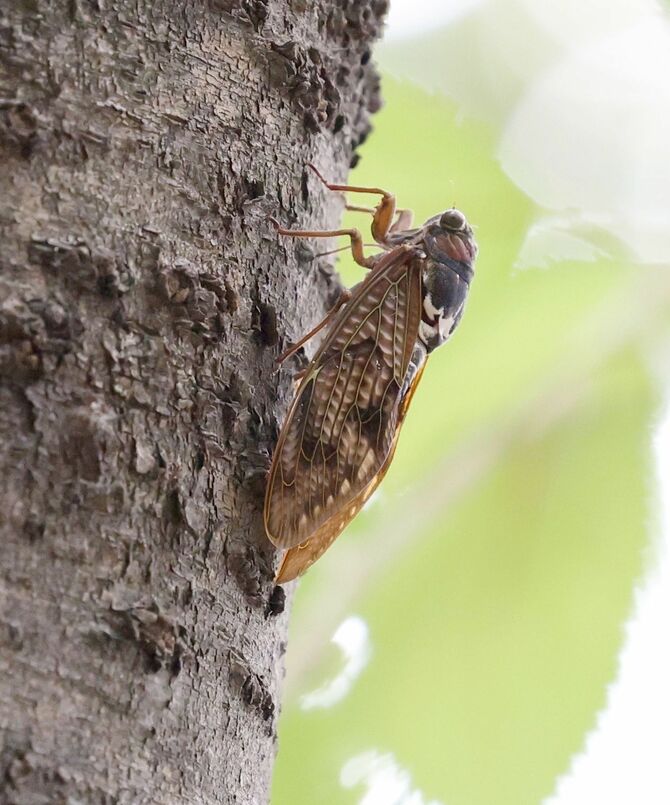 木に止まるアブラゼミ=新潟市中央区の鳥屋野潟公園