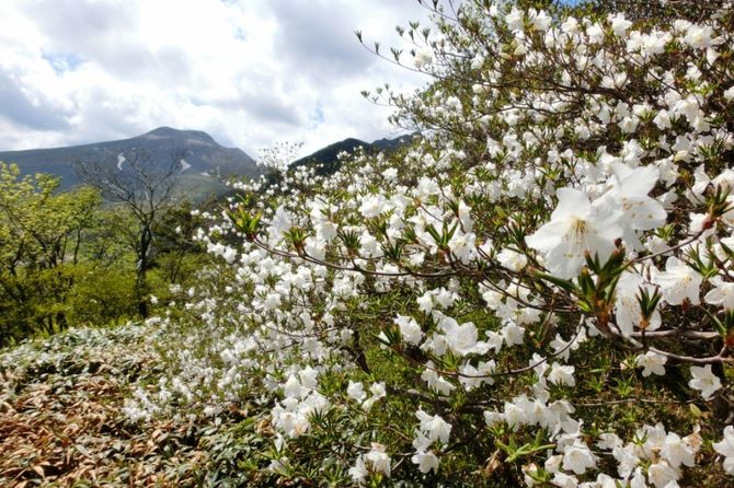 那須町大島 例年の見ごろ/6月上旬 見られる花/ゴヨウツツジ