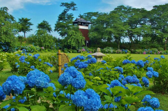 城址公園の物見やぐらと彩り美しいアジサイを楽しんで(提供写真)