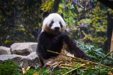 日中関係冷え込み、どうなる日本のパンダ。2月に迫る上野の「シャオ・レイ…