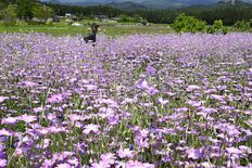 涼やかに揺れる紫色の花 日光でムギナデシコ満開