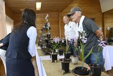 那須烏山でウチョウラン展　多彩な80点展示、26日から