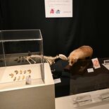 地下世界の不思議に迫る　鍾乳石や骨格標本含む120点展示　24日まで佐…