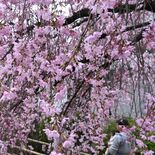 小路歩き桜仰ぎ見て　宇都宮で「まつり」始まる　４月５日まで
