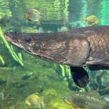 ピラルクー　栃木県なかがわ水遊園・渡辺裕介さん　個性際立つ５匹の動き　…