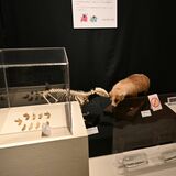 地下世界の不思議に迫る 鍾乳石や骨格標本含む120点展示 24日まで佐野市葛生化石館で洞窟展