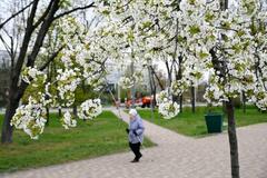 キーウの「京都公園」で桜