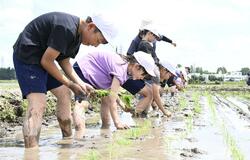 減農薬の田んぼ 生き物見て歓声 