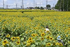 真岡で早くもヒマワリ満開