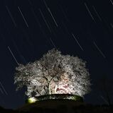 星空の下に浮かぶヤマザクラ　栃木「つがの里桜」ライトアップ