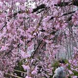 小路歩き桜仰ぎ見て 宇都宮で「まつり」始まる 4月5日まで