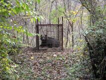 クマの人里出没 放置果樹主要因