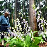 かれんな薄紫、鈴なりに　塩谷で希少「ナツエビネ」見頃