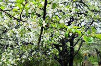 戦場ケ原でズミ見頃