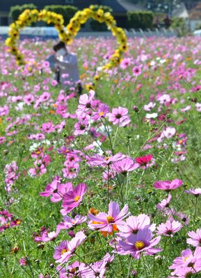 休耕地に咲く色とりどりのコスモス
