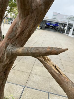 折られた樹木の主枝（宇都宮市提供）