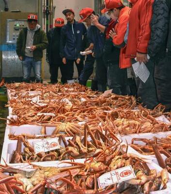 鳥取県の境港で始まったズワイガニの初競り=7日早朝