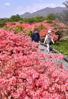那須高原を鮮やかなピンクに染めるヤマツツジ＝20日午前９時、那須町湯本