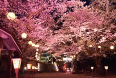 鬼怒川温泉の夜桜ライトアップ、29日スタートに　開花予想早まり前倒し