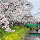 今年の桜の開花はいつ？　日本気象協会が発表　栃木県は…