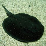 モトロ　栃木県なかがわ水遊園・目野透さん　アマゾンの美しいエイ　展示環…