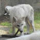 ホッキョクオオカミの子ども、12日公開　那須どうぶつ王国　国内初誕生