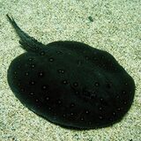 モトロ　栃木県なかがわ水遊園・目野透さん　アマゾンの美しいエイ　展示環境考えるきっかけ