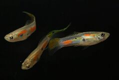 卵胎生で仲間を増やす