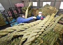 しめ縄の出荷ピーク　塩谷