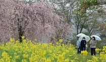 シダレザクラと菜の花競演
