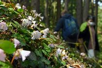 イワウチワ見頃　那珂川