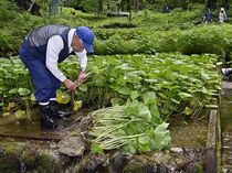 日光でワサビ収穫本格化