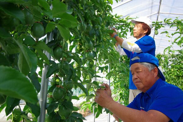 授粉作業に当たる高橋さん（奥）と若林さん