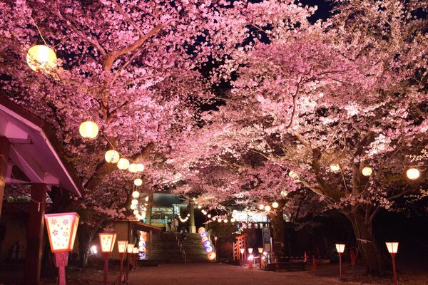 2023年の「鬼怒川温泉夜桜ライトアップ～鬼怒川万華郷～」