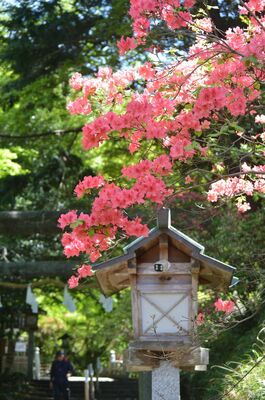 見頃を迎えた唐沢山のツツジ