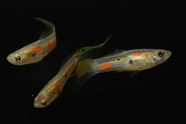 アマゾン大水槽のグッピー