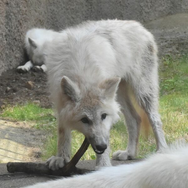 ホッキョクオオカミの子ども、12日公開 那須どうぶつ王国 国内初誕生