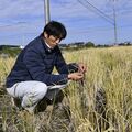 栃木県内では珍しい「再生二期作」に挑戦　芳賀町の阿部さん　課題に試行錯誤「工夫しながら続けたい」