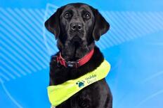 補助犬、パラ選手の生活支える